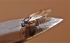 Camponotus arminius