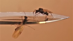 Camponotus arminius