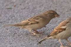 Passer domesticus