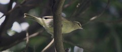 Vireo magister