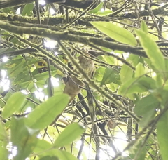 Macropygia ruficeps nana