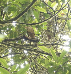 Macropygia ruficeps nana