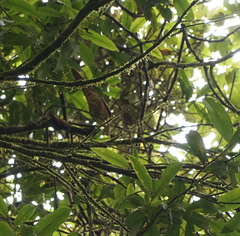 Macropygia ruficeps nana