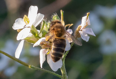 Apis mellifera