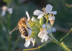 Apis mellifera