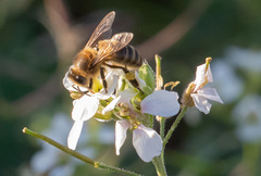 Apis mellifera
