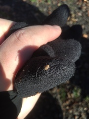 Anisosticta novemdecimpunctata