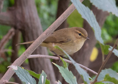 Phylloscopus collybita