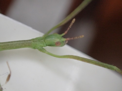 Photo of Margin-winged Stick Insect (Ctenomorpha marginipennis)