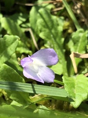 Mazus pumilio
