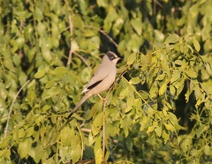 Hypocolius ampelinus