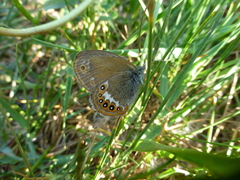 Coenonympha hero