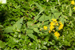 Hieracium prenanthoides