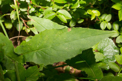 Hieracium prenanthoides