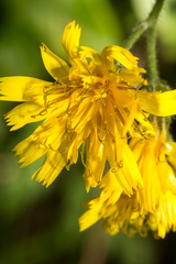 Hieracium prenanthoides