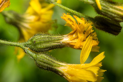 Hieracium prenanthoides