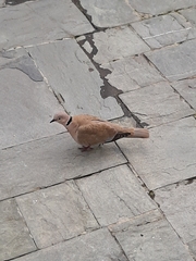 Streptopelia decaocto