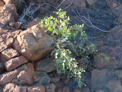 Commiphora tenuipetiolata