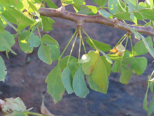 Commiphora tenuipetiolata