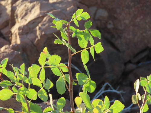 Commiphora tenuipetiolata
