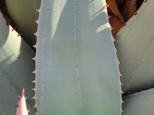 Aloe namibensis, photograph 5