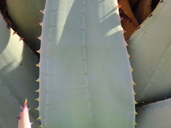 author not stated, no rights reserved Aloe namibensis, photograph author not stated, no rights reserved