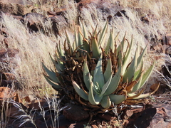 author not stated, no rights reserved Aloe namibensis, photograph author not stated, no rights reserved