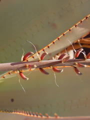 author not stated, no rights reserved Aloe namibensis, photograph author not stated, no rights reserved