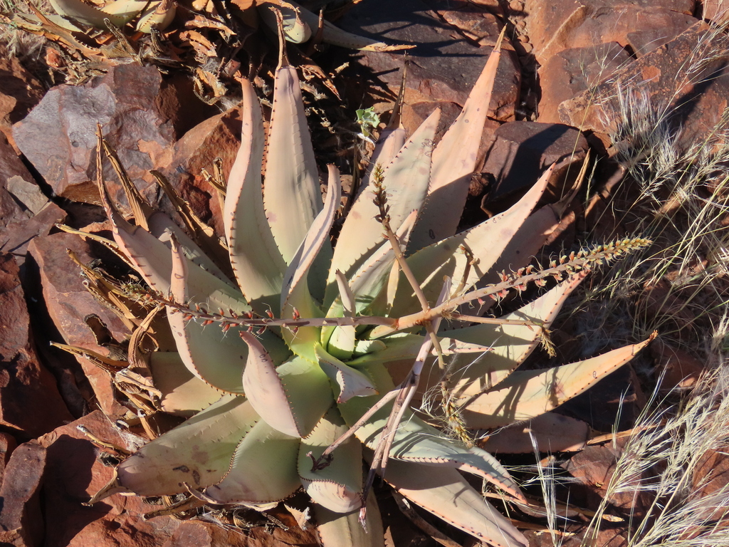 Aloe namibensis; photograph author not stated, no rights reserved