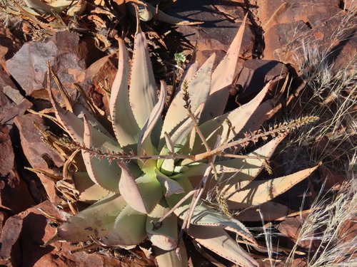 Namib Aloe (Aloe namibensis)