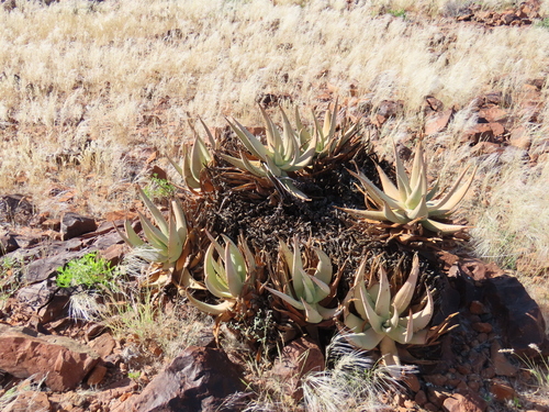 Aloe namibensis, photograph 2