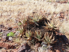 author not stated, no rights reserved Aloe namibensis, photograph author not stated, no rights reserved