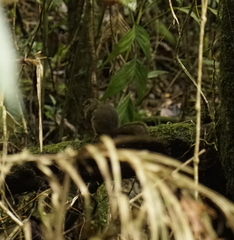 Sundasciurus everetti