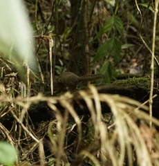 Sundasciurus everetti