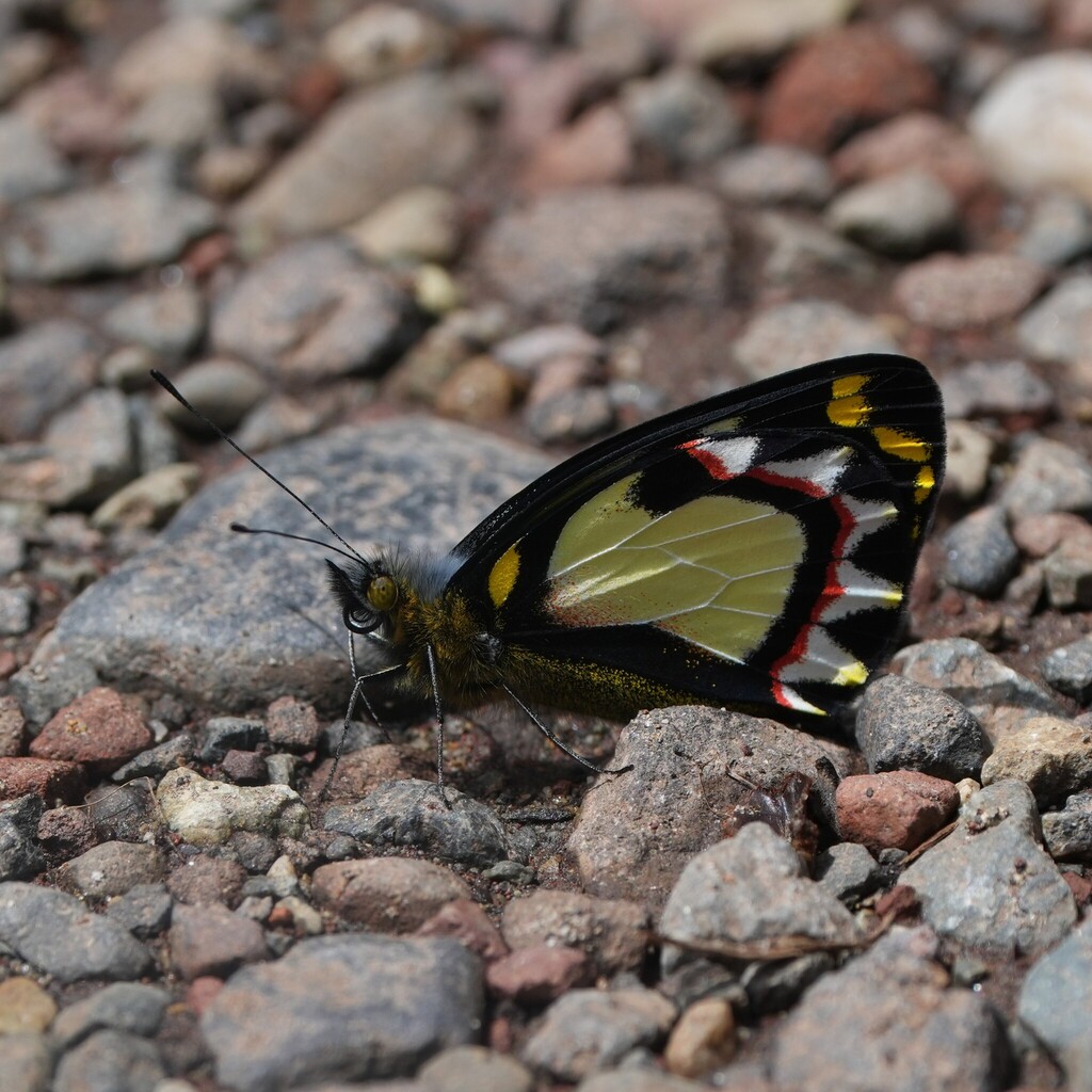 Delias luctuosa