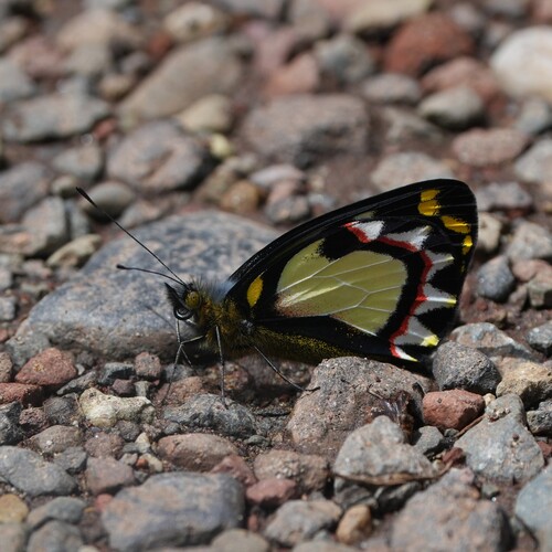 Delias luctuosa