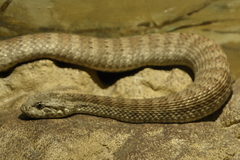Acanthophis antarcticus