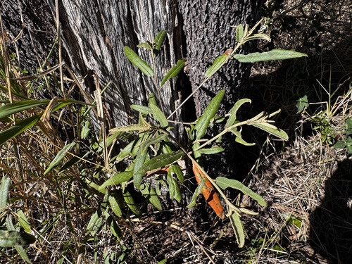 Croton phebalioides observed 2025-09-25