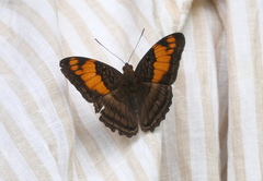 Adelpha mesentina