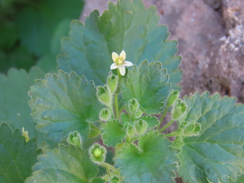 Camptoloma rotundifolium (Camptoloma rotundifolium)