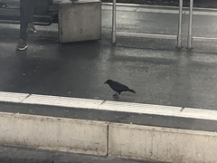 Corvus corone