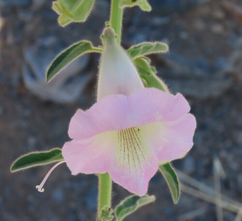 Kuneni Sesame (Sesamum marlothii)