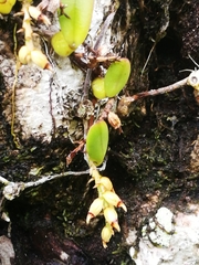Bulbophyllum humblotii image
