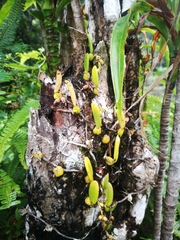 Image of Bulbophyllum humblotii