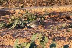 Motacilla alba