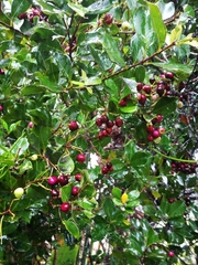 Syzygium cumini