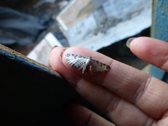 Eupithecia succenturiata