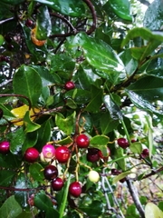 Syzygium cumini