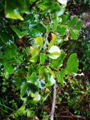 Syzygium cumini