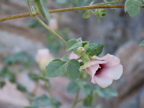 Gossypium anomalum, photograph 5